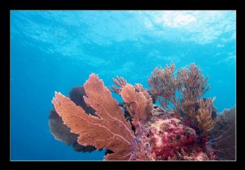 Reefscape in the Florida Keys by Marco Gransee 